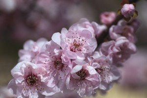 Pink Blossom